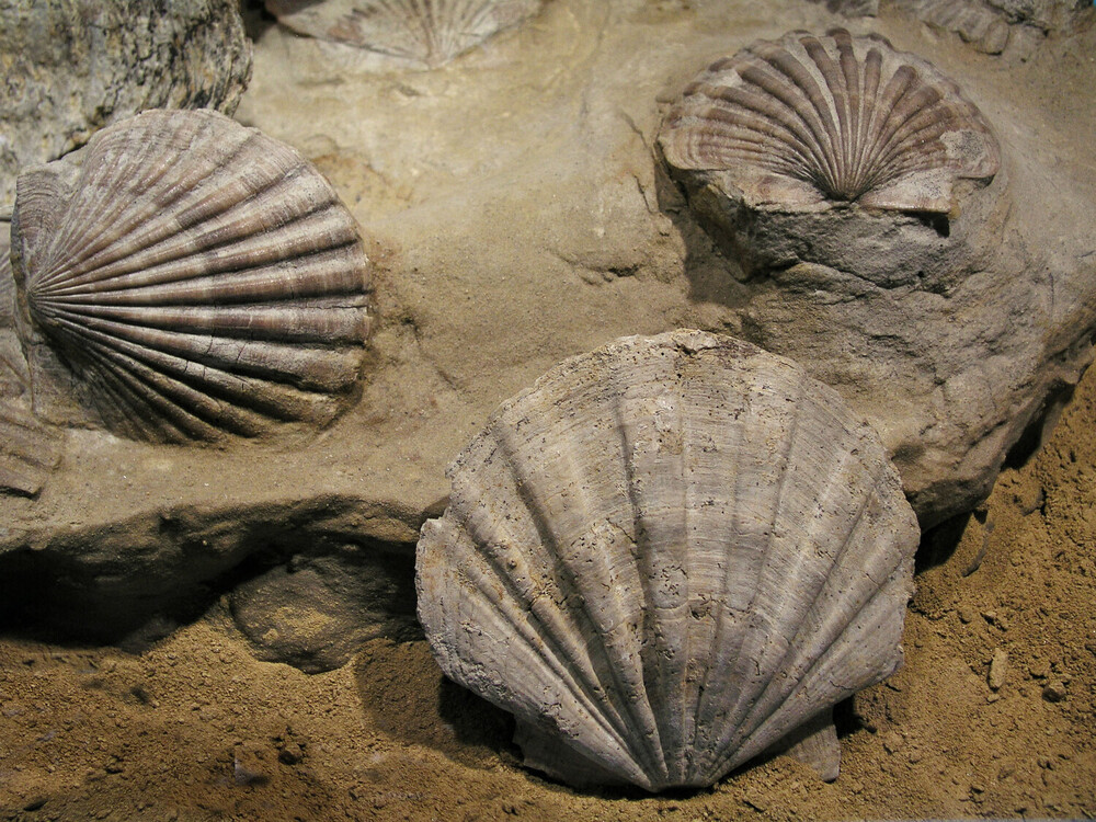 Die großen Kammuscheln sind typische Fossilien des Erdzeitalters "Eggenburgium"