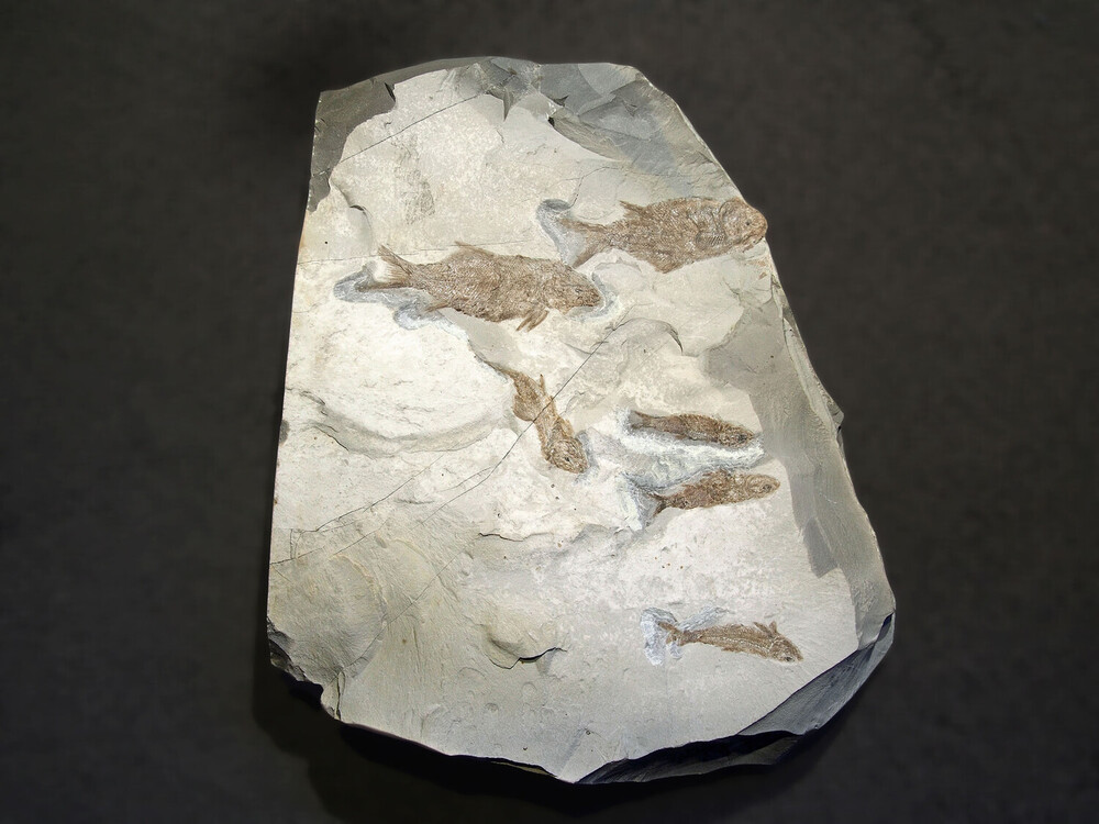 Vor 220 Millionen Jahren wurde dieser Fischschwarm im Norischen Kalk eingebettet.